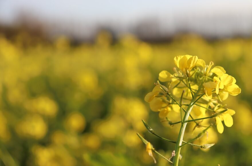 Je ziet een gele bloem in de voorgrond. Het veld met andere gele bloemen is wazig.