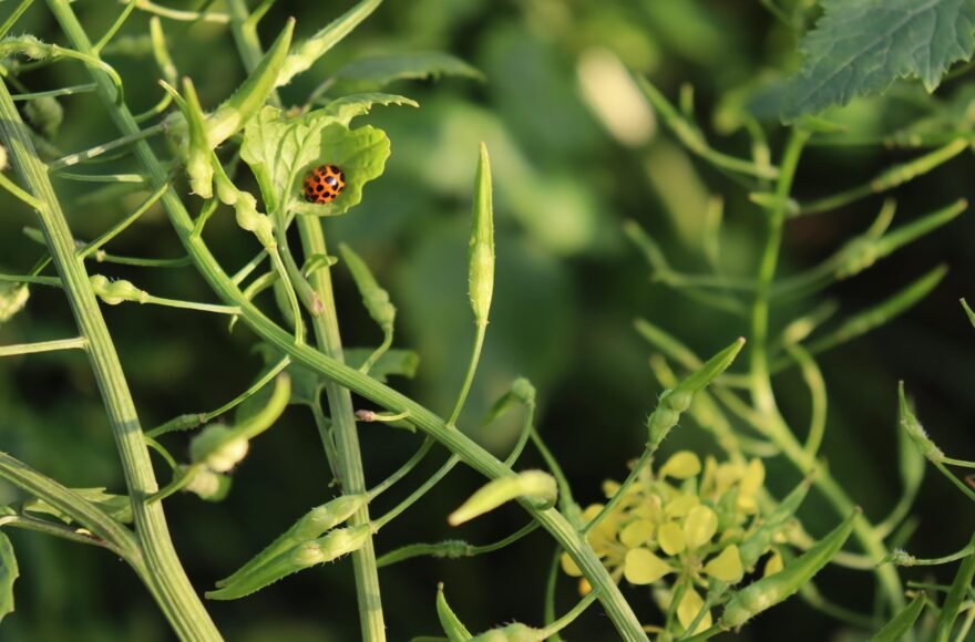 Je ziet groene blaadjes en hier en daar wat gele bloemblaadjes. In de linkerbovenhoek zie je een lieveheersbeestje