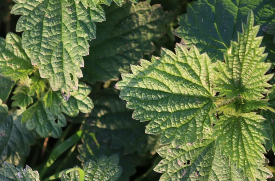 Je ziet een close-up van groene brandnetels