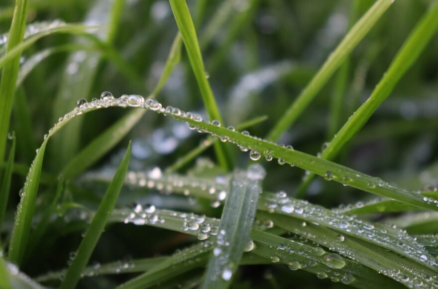 Je ziet een close-up van gras vol regendruppels