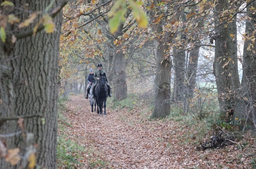 Je ziet een lange rij bomen. Op de grond liggen bruine bladeren. In de verte zie je 2 ruiters op paarden.